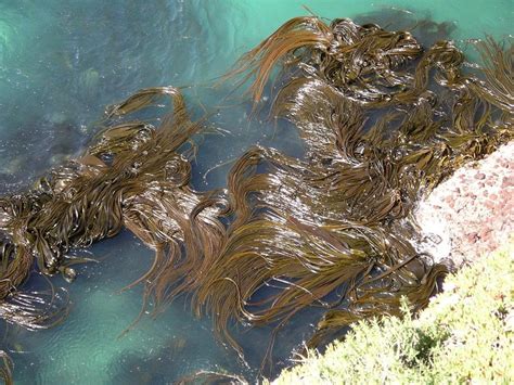 Preserving the Magic Seaweed of Seal Beach for Future Generations